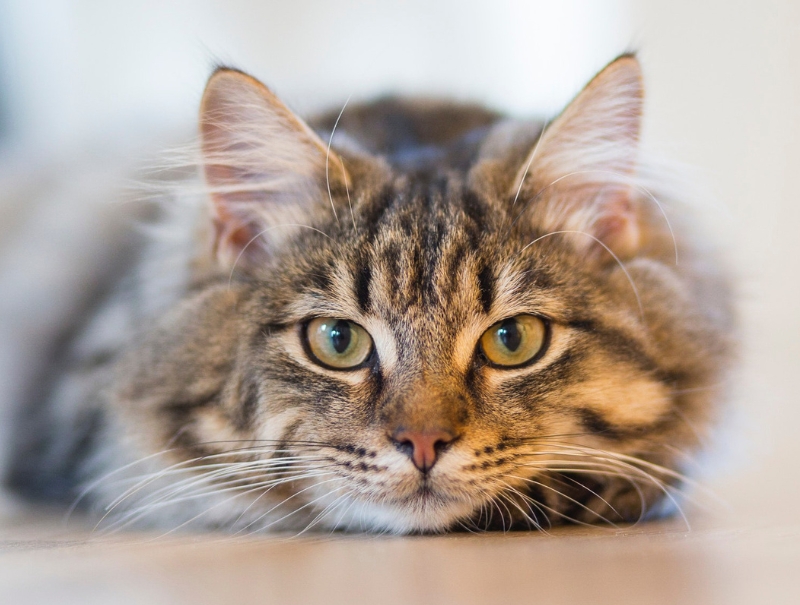 Kingsgate Animal Hospital Forms