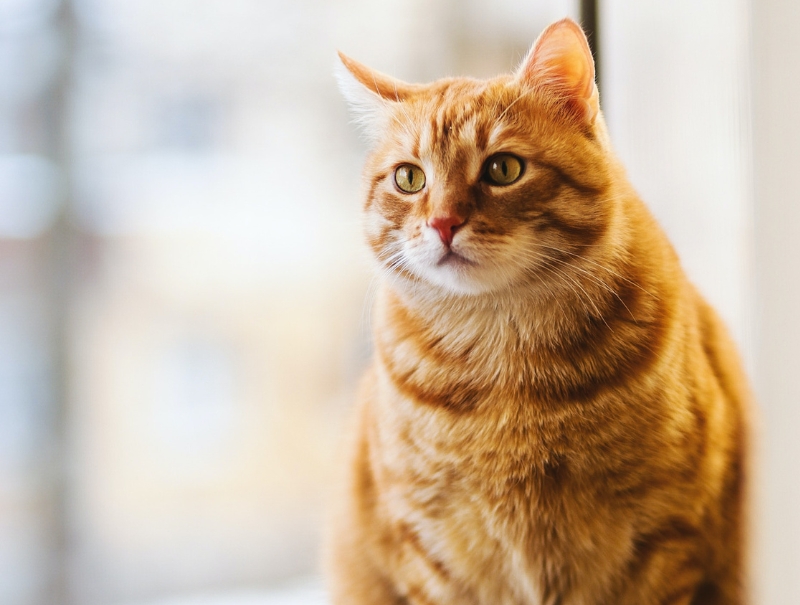 Kingsgate Animal Hospital Policies