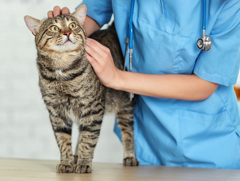 Veterinary Jobs in Lubbock
