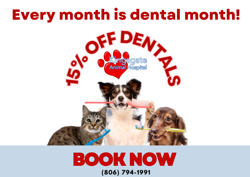 Carousel Slide 4: Lubbock dental cleanings for pets