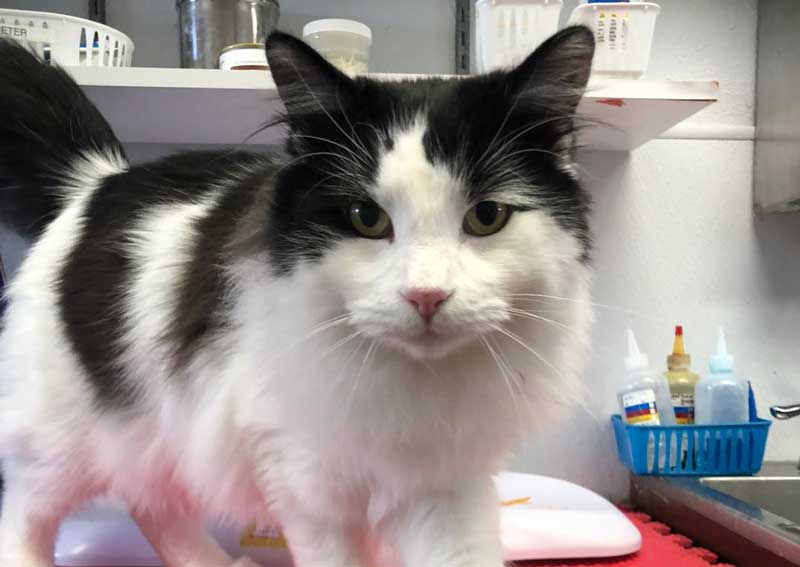 Carousel Slide 3: Cat veterinary care