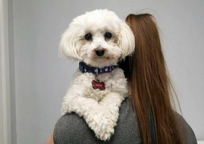 Carousel Slide 5: Dog veterinary exams